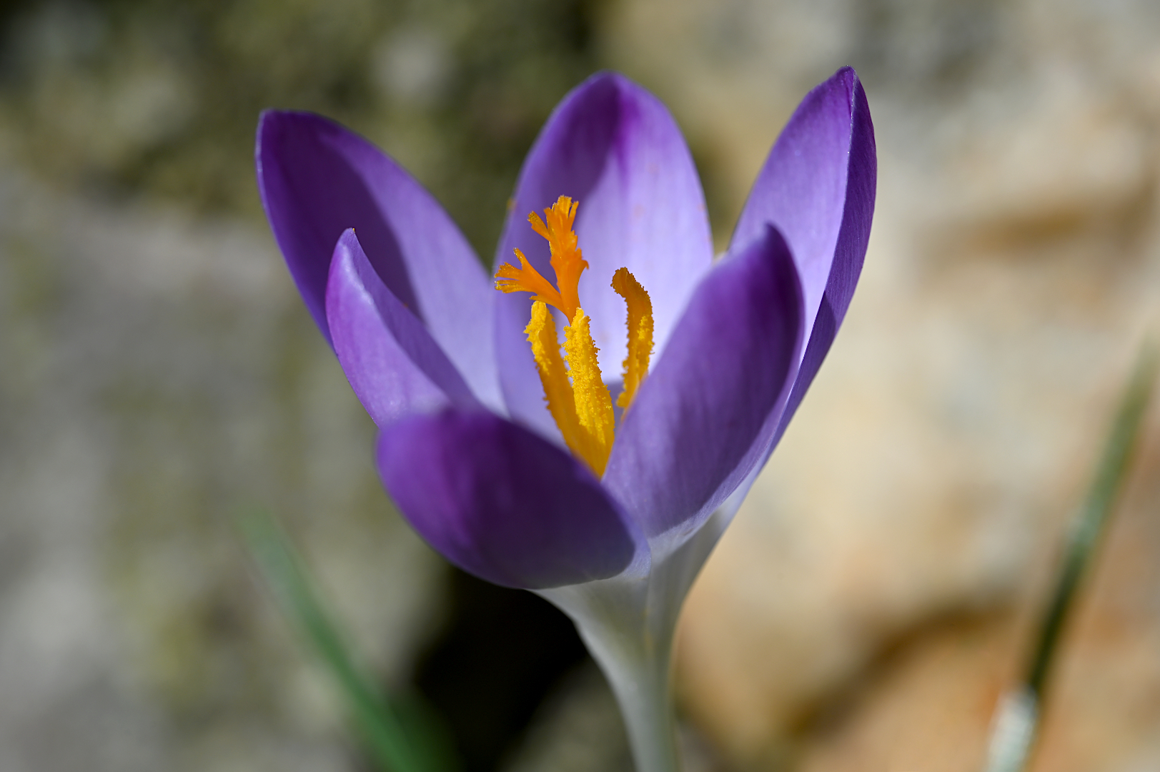 BLUMEN, DIE UNSER HERZ EROBERN