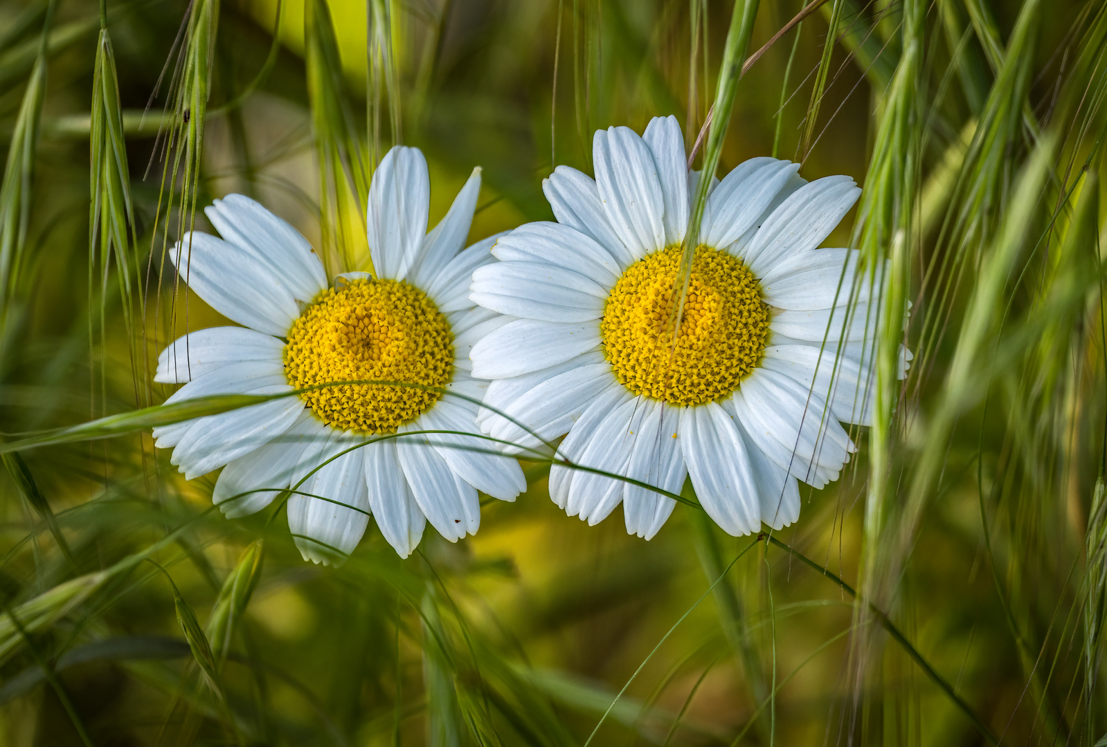 "Blumen-Doppel"