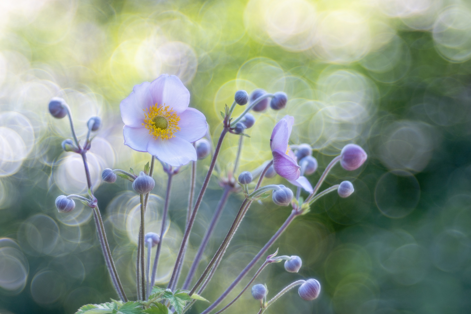 Blumen durch Altglas