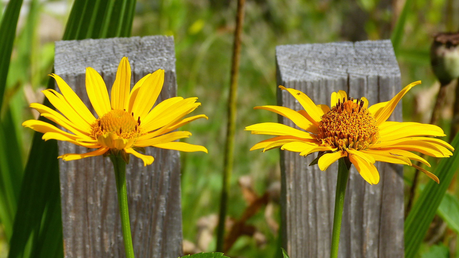 Blumen  