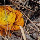 Blumen einer Seebestattung am Strand