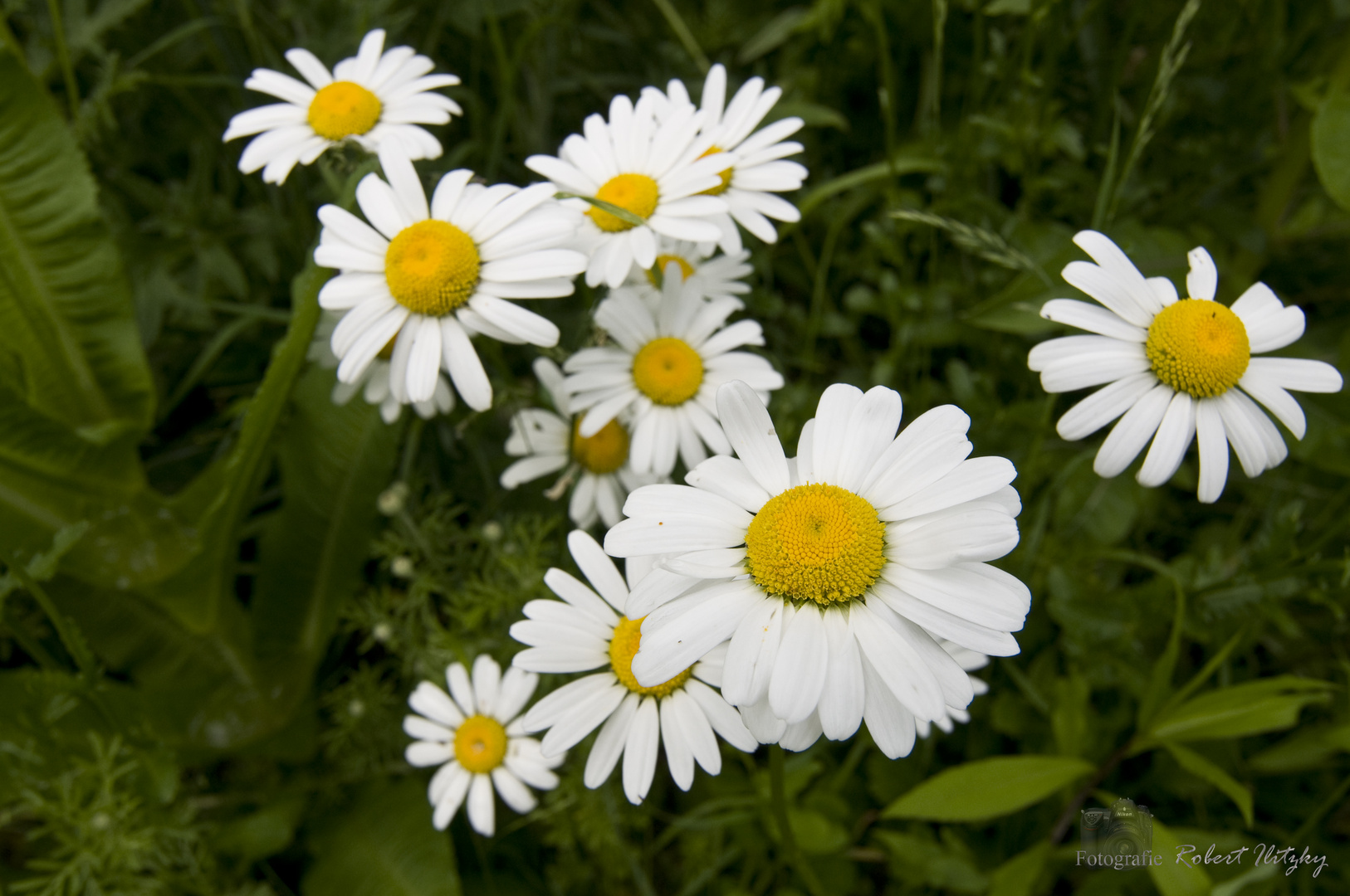 Blumen Elfengarten