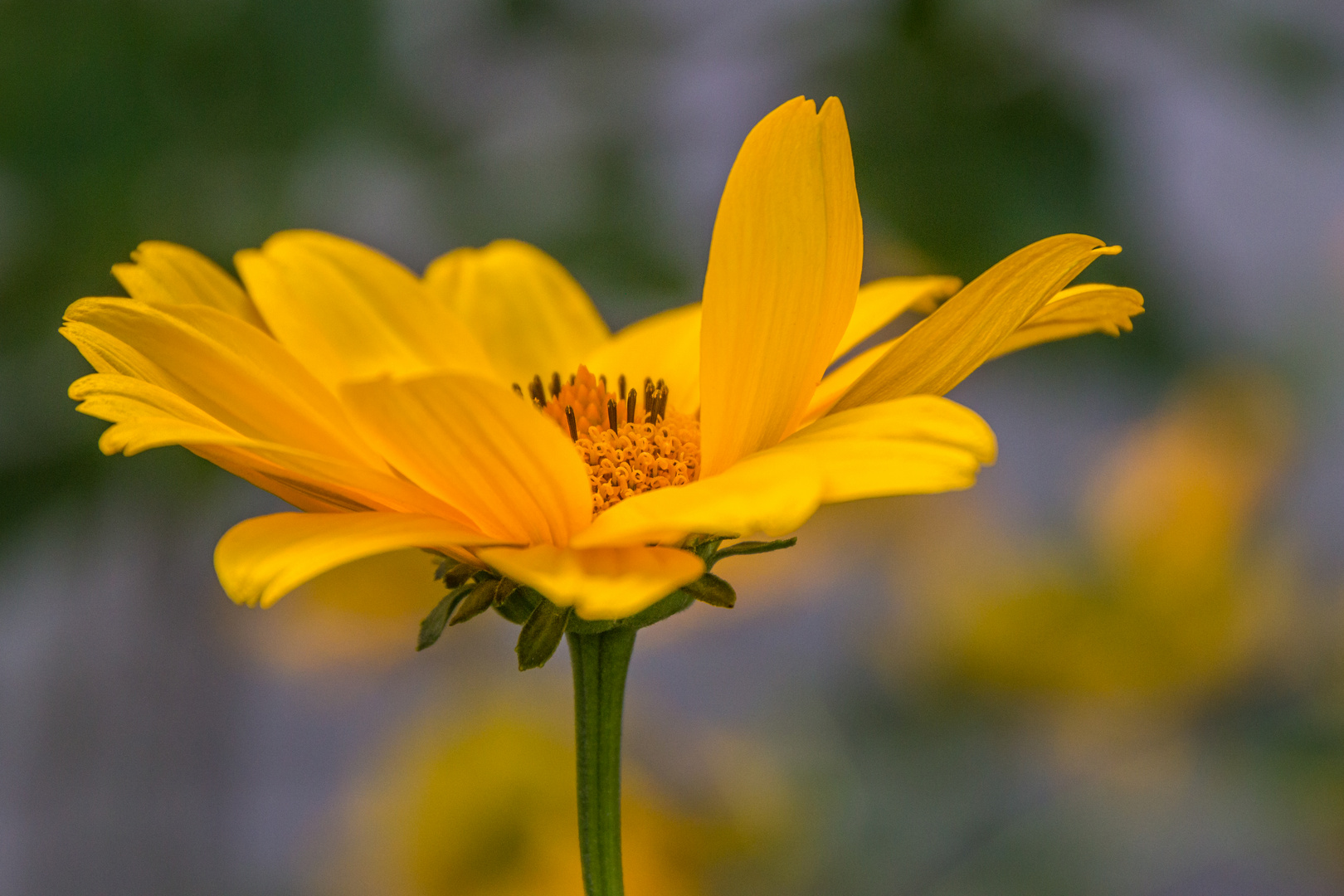 Blumen Ende Juli