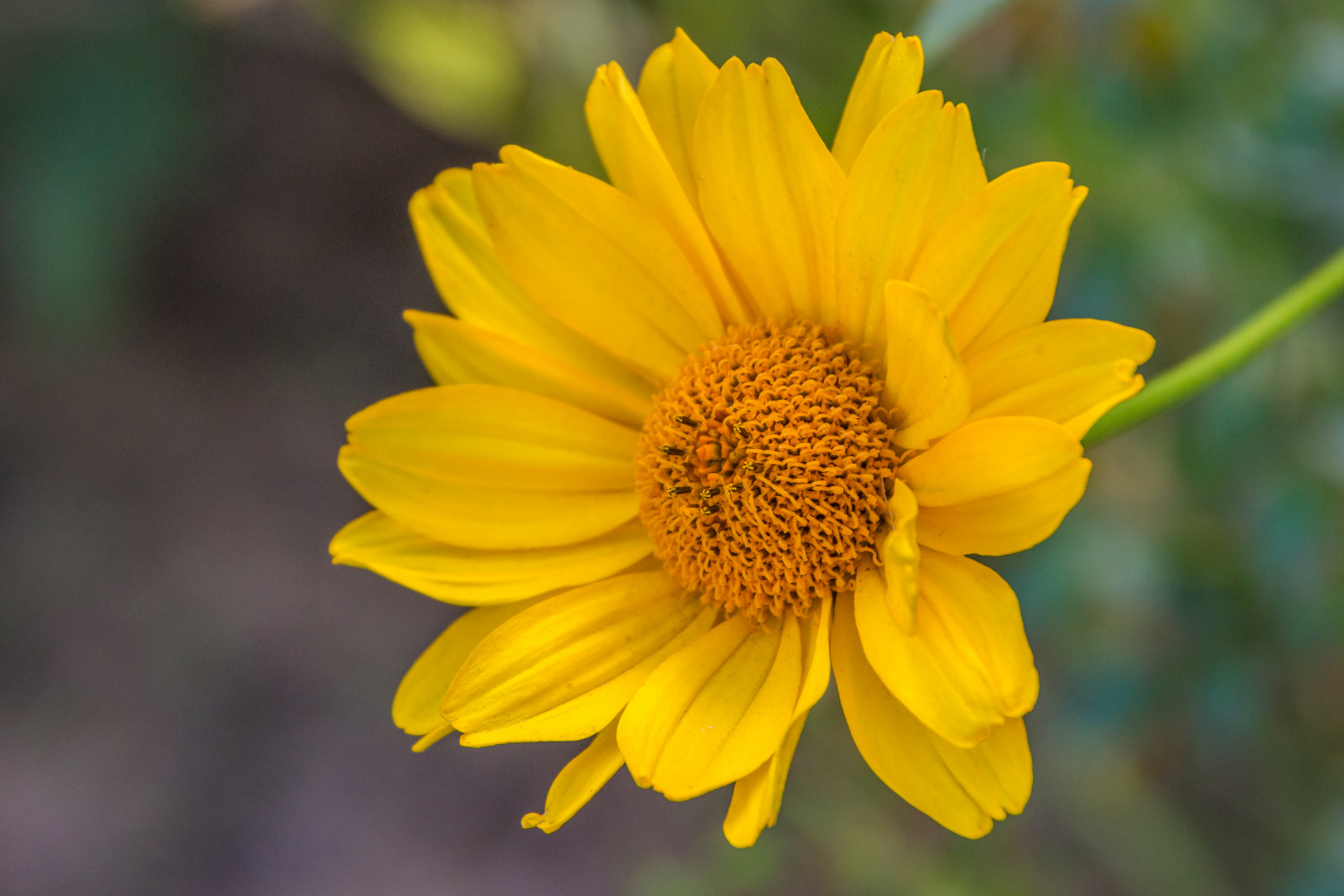 Blumen Ende Juli