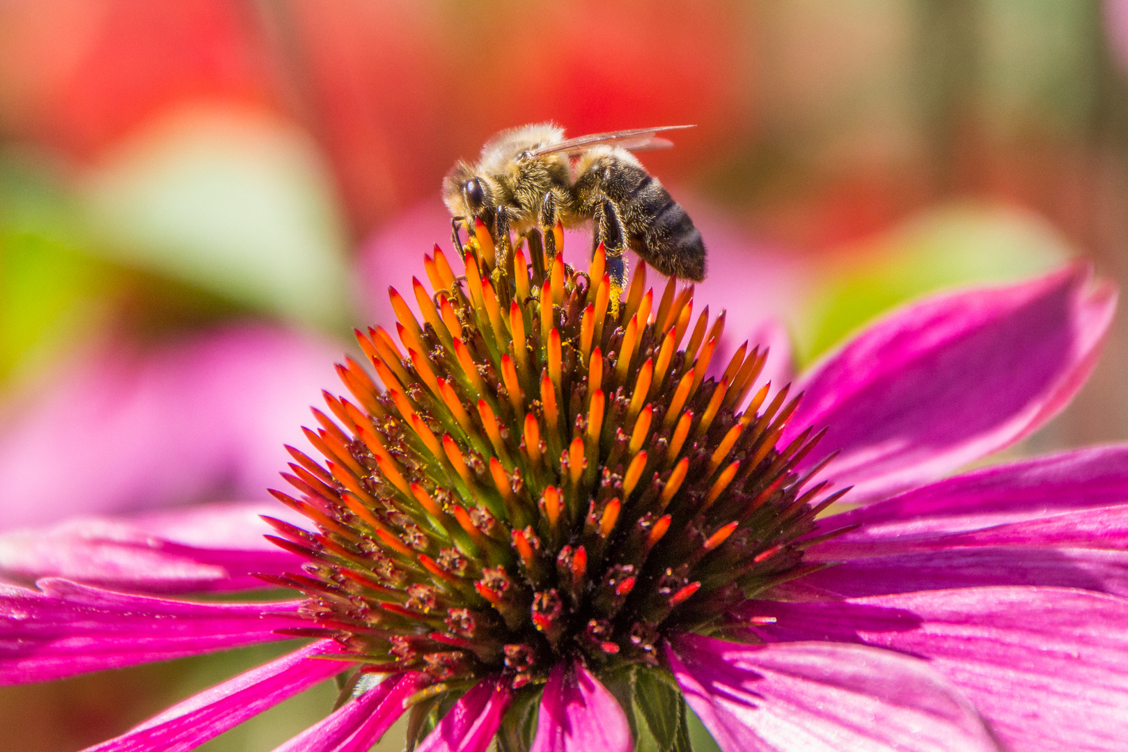 Blumen Ende Juli mit Besuch