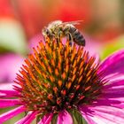 Blumen Ende Juli mit Besuch