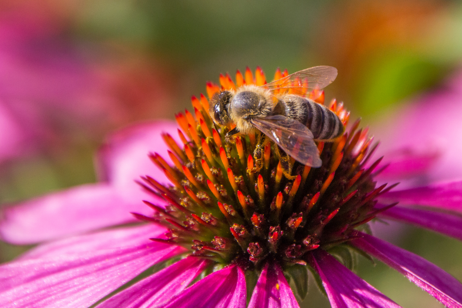 Blumen Ende Juli mit Besuch