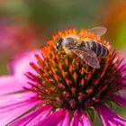 Blumen Ende Juli mit Besuch