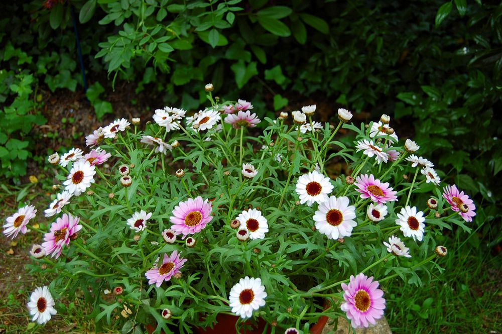 blumen erfreuen mein herz