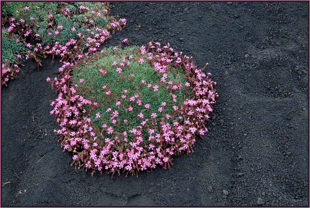 Blumen erobern den Ätna