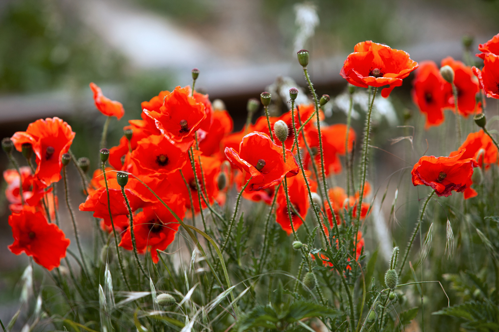 Blumen Feld