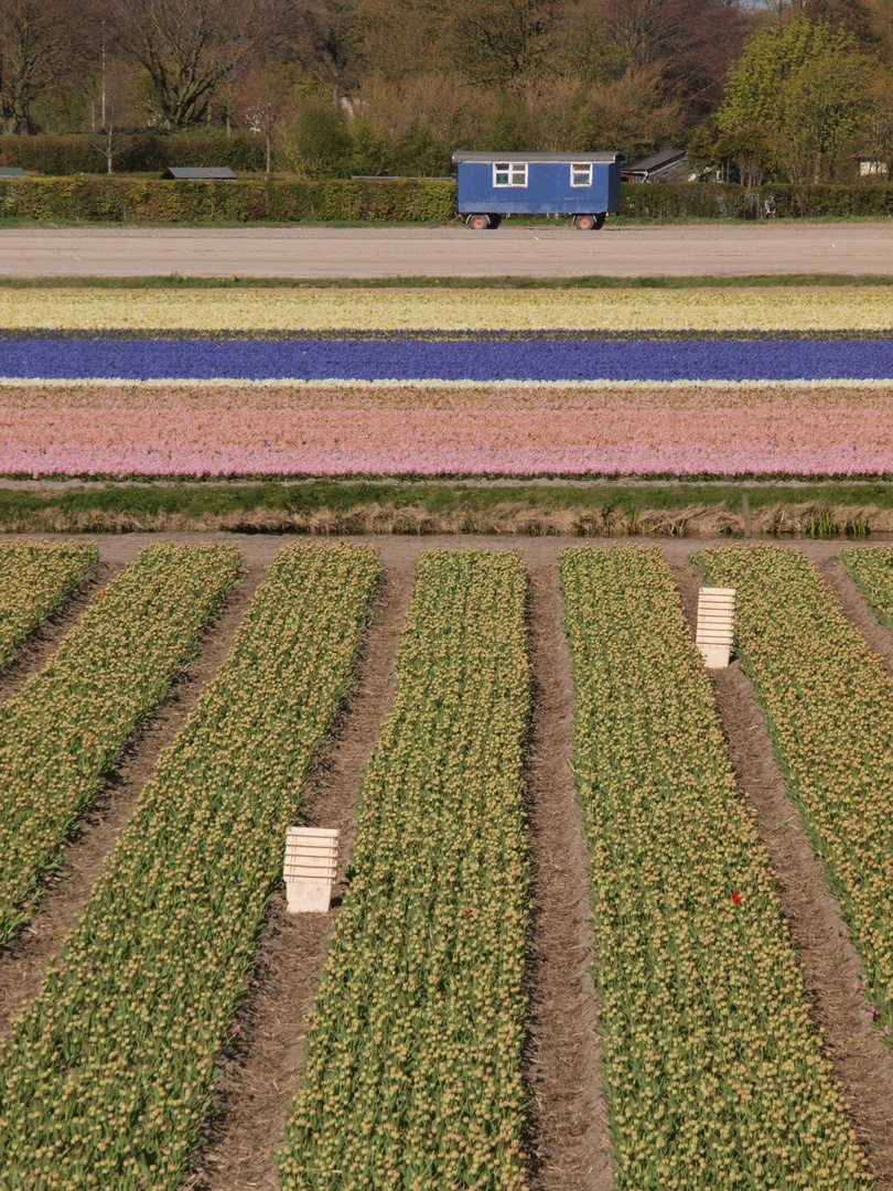 Blumen feld nahe Hillegom