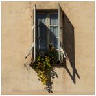 Blumen Fenster