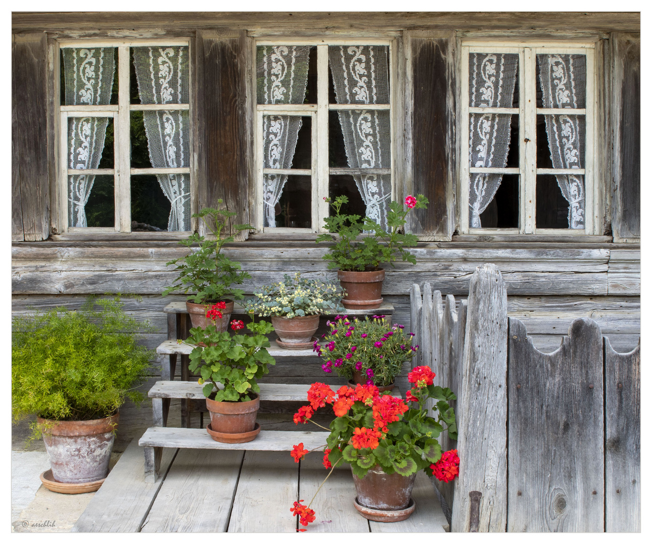 Blumen Fenster