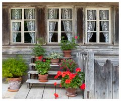 Blumen Fenster