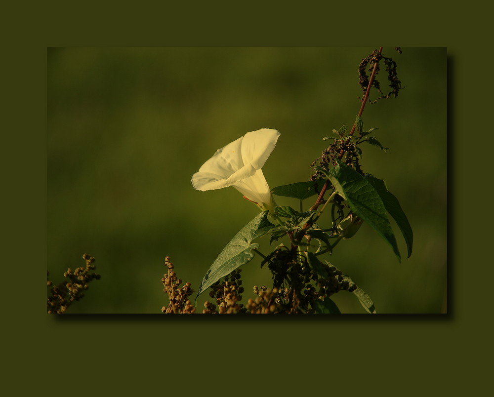 Blumen - Flowers - Fiori -