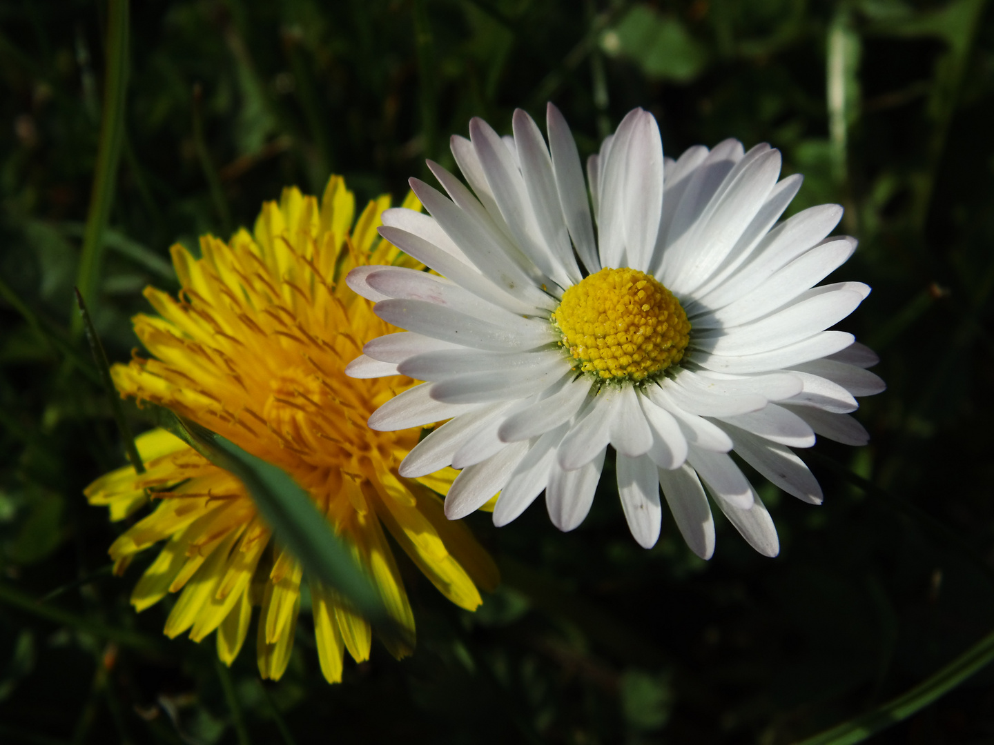 Blumen-Freunde