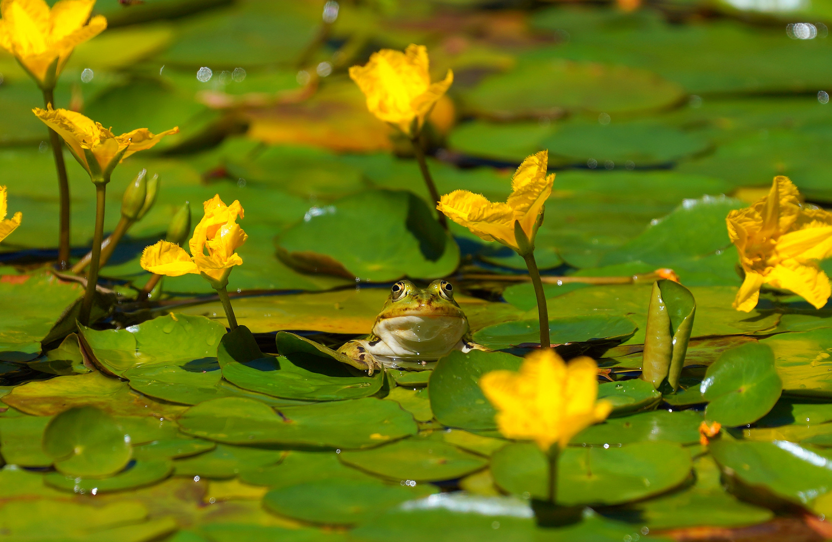 Blumen Frosch