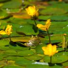 Blumen Frosch