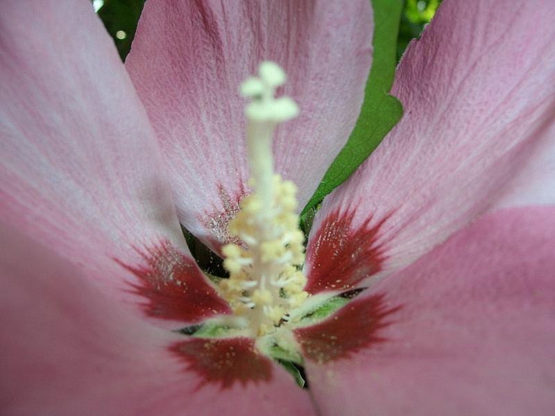 Blumen - Frühling und Sommer