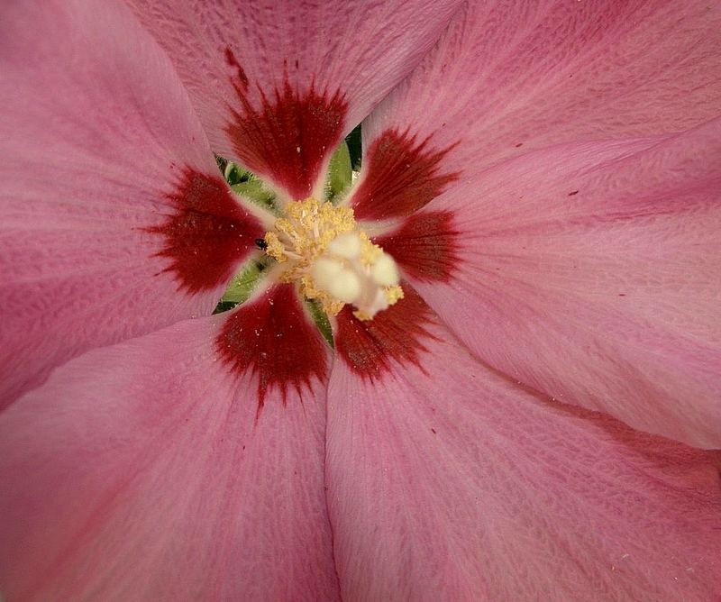 Blumen - Frühling und Sommer