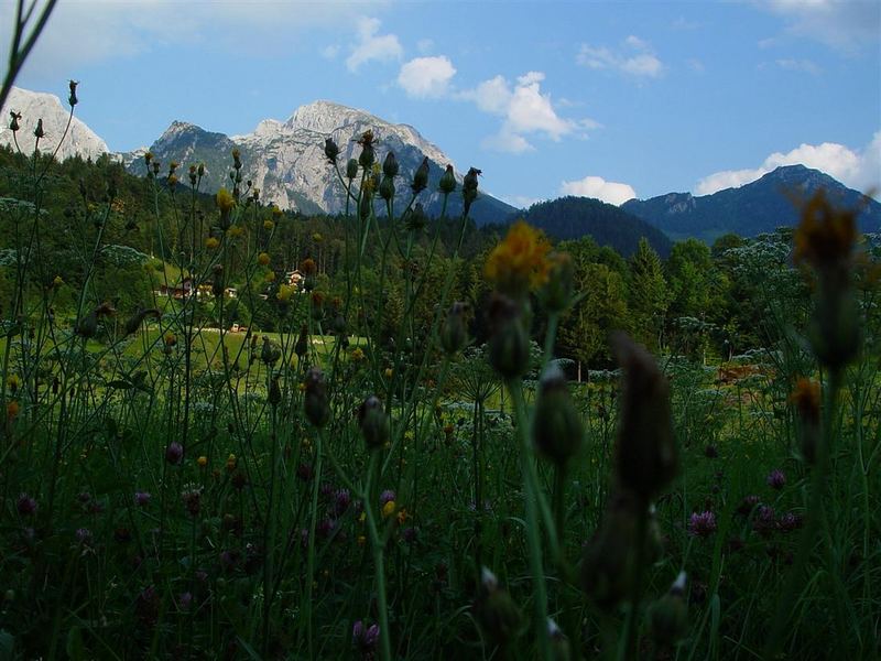 Blumen für den Berg