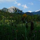 Blumen für den Berg