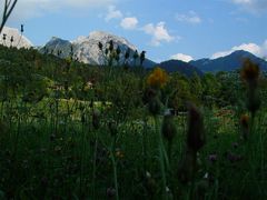 Blumen für den Berg