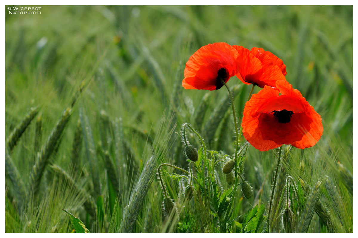 Blumen für den Sonntag am Wegesrand !