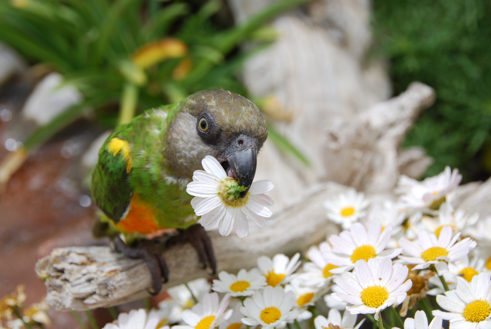 Blumen fuer die Dame