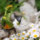 Blumen fuer die Dame