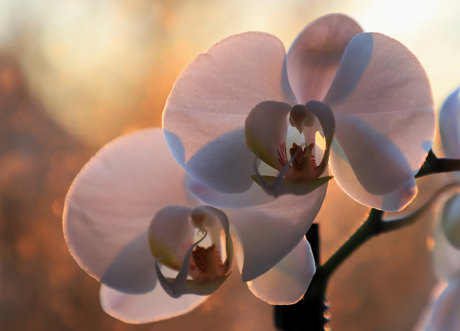 Blumen für die Damen