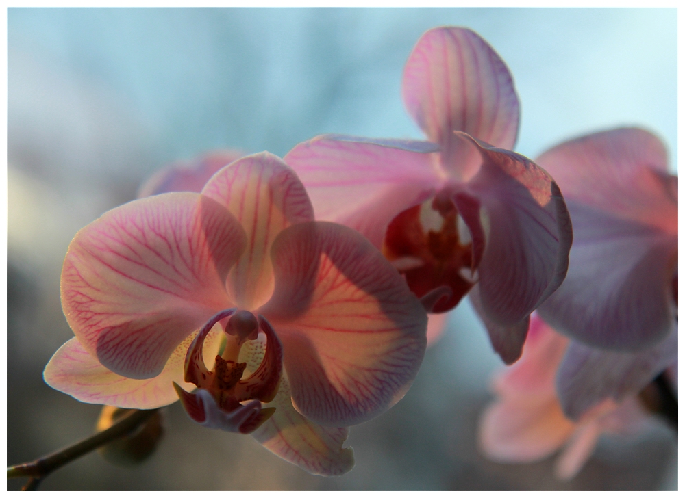 Blumen für die Damen