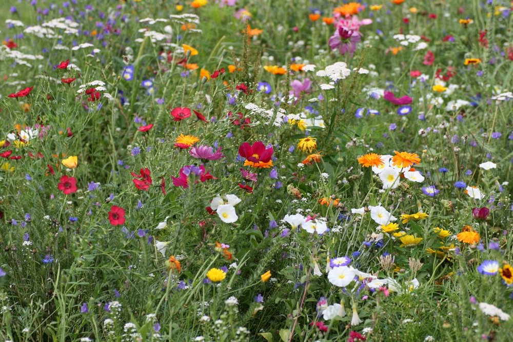 Blumen für die Damen !