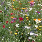 Blumen für die Damen !