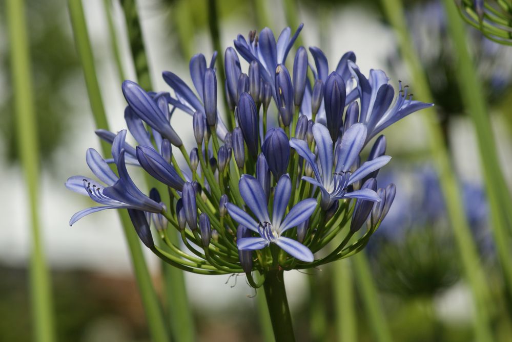 Blumen für die Fc