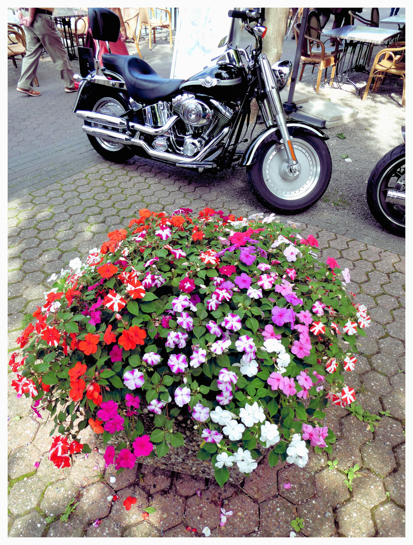 Blumen für die Harley 
