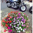 Blumen für die Harley 