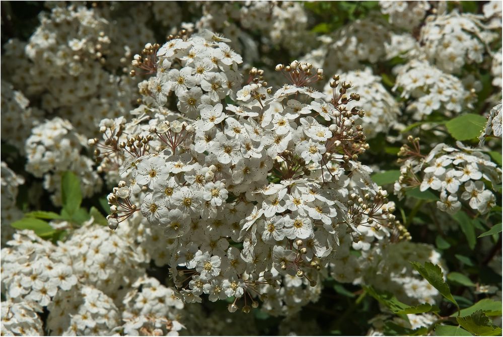 Blumen für die Mütter