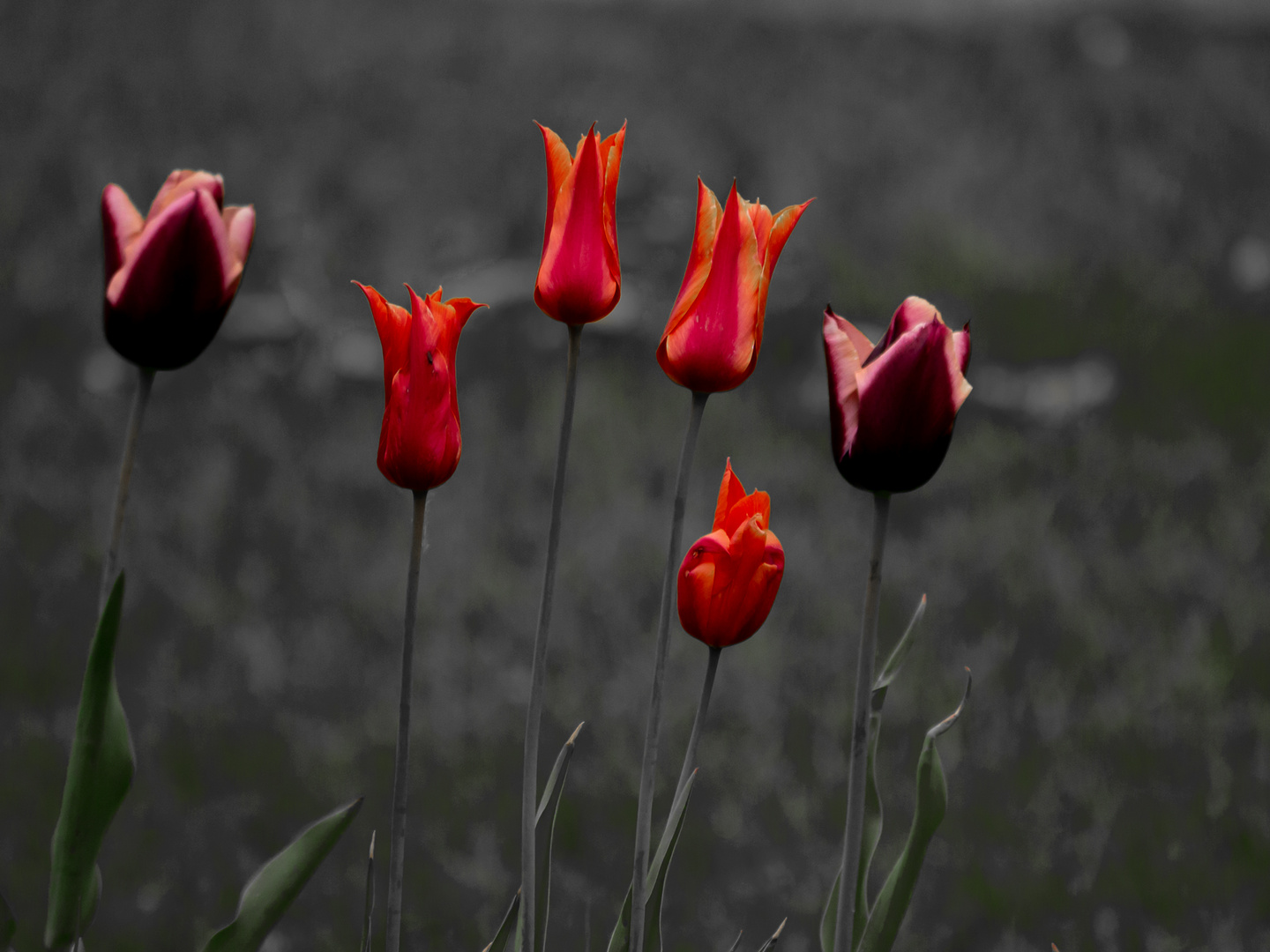 "Blumen für die Seele"