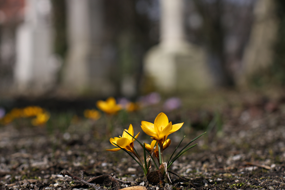 Blumen für die Toten...