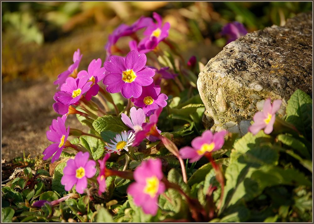 Blumen für Helmut