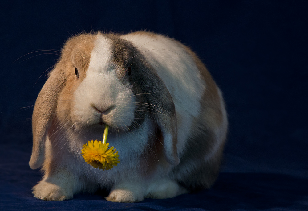 Blumen für Nebelhexe