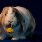 Blumen für Nebelhexe