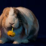 Blumen für Nebelhexe