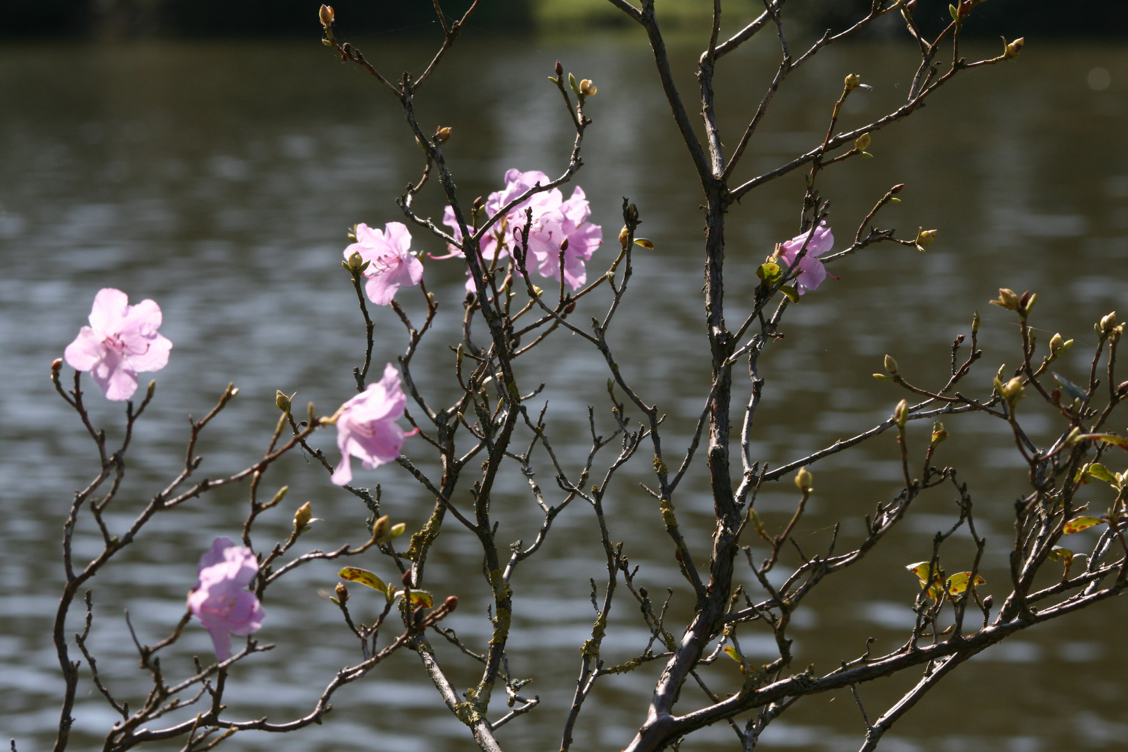 Blumen für schöne Zeiten