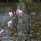 Blumen für schöne Zeiten