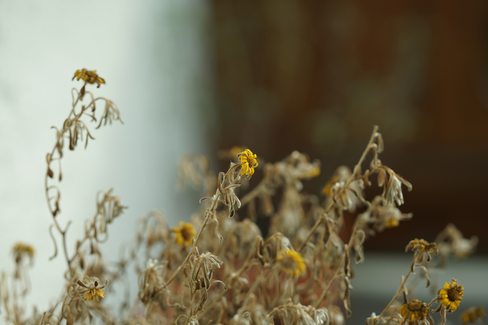 blumen für zinni