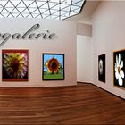 Blumen Galerie 