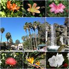 ----BLUMEN GARTEN IN LA----